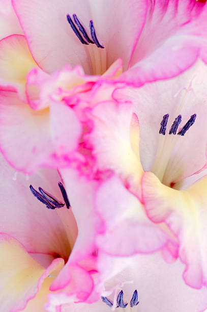 macro of pink gladiolo - gladiolus single flower isolated tropical climate fotografías e imágenes de stock