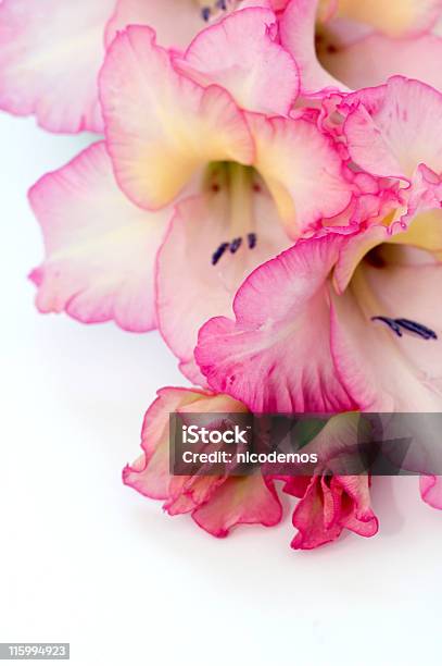 Macro Pink Gladiolus Stock Photo - Download Image Now - Bunch of Flowers, Close-up, Color Image