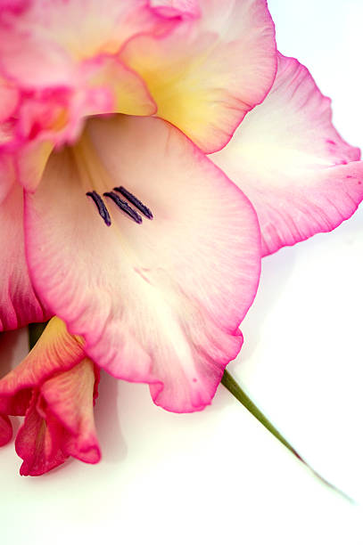 rosa gladiolo - gladiolus single flower isolated tropical climate fotografías e imágenes de stock