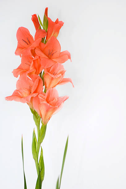 arancio gladiolo - gladiolus single flower stem isolated foto e immagini stock