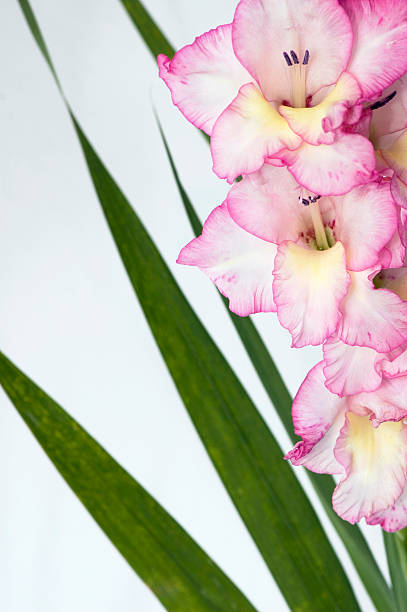 rosa gladíolo 3 - gladiolus single flower flower tropical climate imagens e fotografias de stock