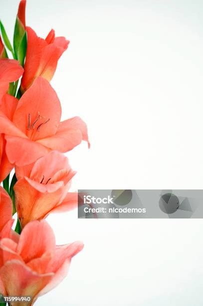 Bastidor Con Naranja Gladiolo Foto de stock y más banco de imágenes de Belleza - Belleza, Cabeza de flor, Clima tropical