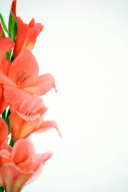 frame com laranja gladíolo - gladiolus single flower flower tropical climate imagens e fotografias de stock