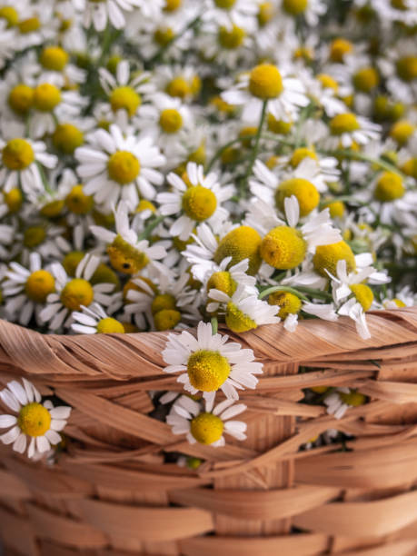 istock Chamomile flowers in the basket. 1159950049