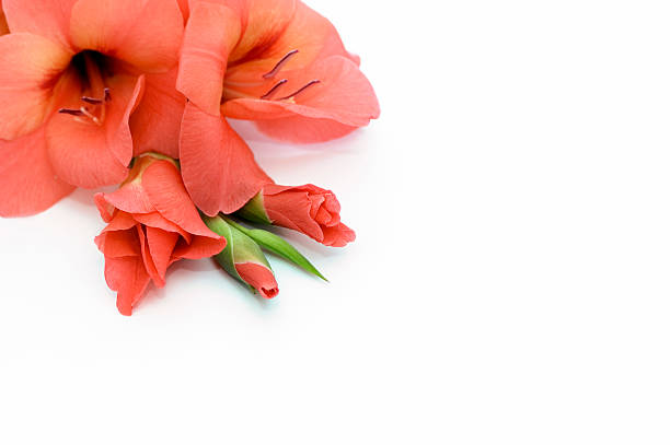 arancio gladiolo - gladiolus single flower isolated tropical climate foto e immagini stock