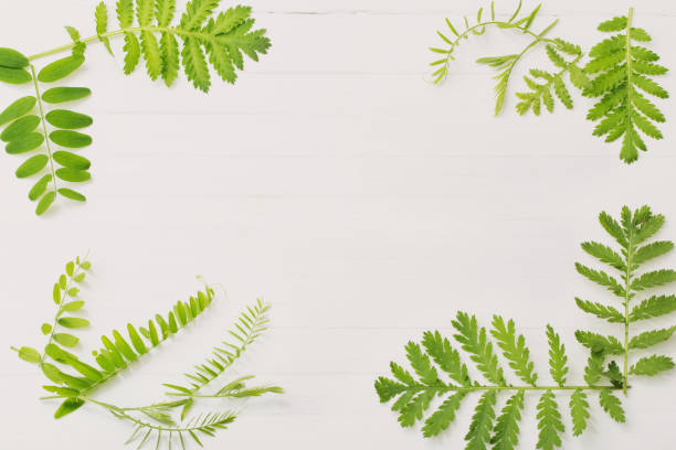 istock green leaves on white wooden background 1159950096