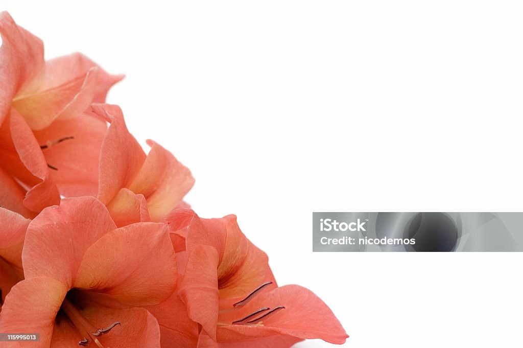 Corner  with Orange Gladiolus Orange Gladiolus. Copy Space Beauty Stock Photo