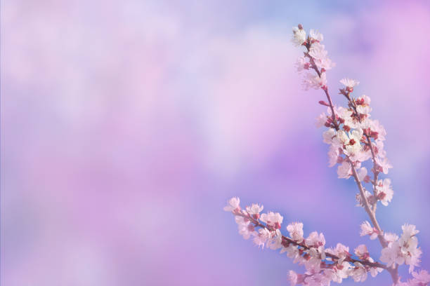 istock Beautiful cherry blossom springtime. Blossoming pink petals fruit tree branch, tender blurred bokeh background. 1159950207