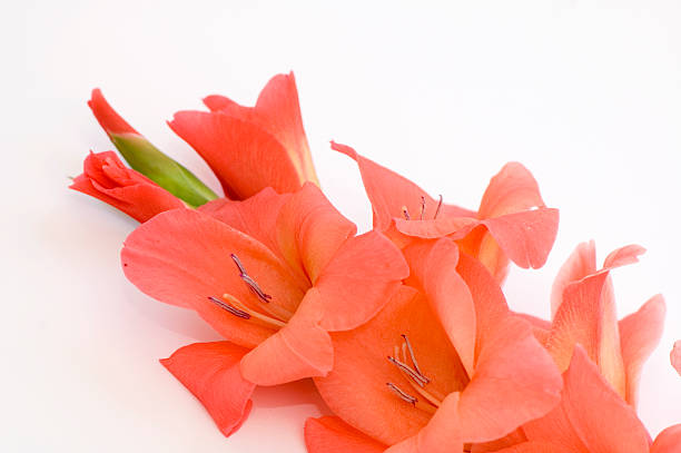 laranja gladíolo - gladiolus single flower flower tropical climate imagens e fotografias de stock