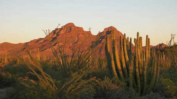 puesta de sol en el tubo de órgano cactus mumanda nacional en el ajo mnts - organ pipe cactus fotografías e imágenes de stock