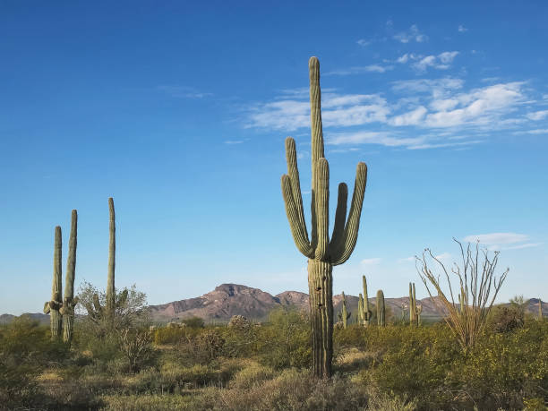 colpo mattutino di cactus e puerto blanco mnts ajo, az - brittlebush foto e immagini stock