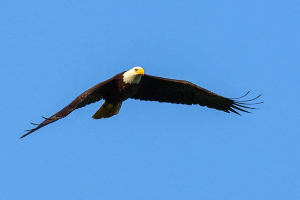 istock adult bald eagle fly in the sky 1159953031