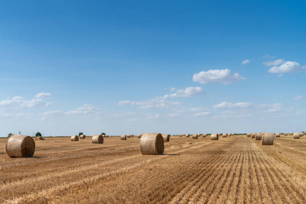 istock haystacks lie on a field harvesting 1159953856