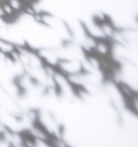 istock Shaded white background of a tree 1159955888