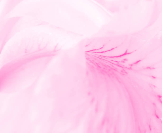 istock Monochrome floral  blurred white-pink background 1159956818