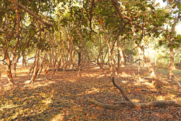 istock Beautiful nature outdoor landscape image 1159958101