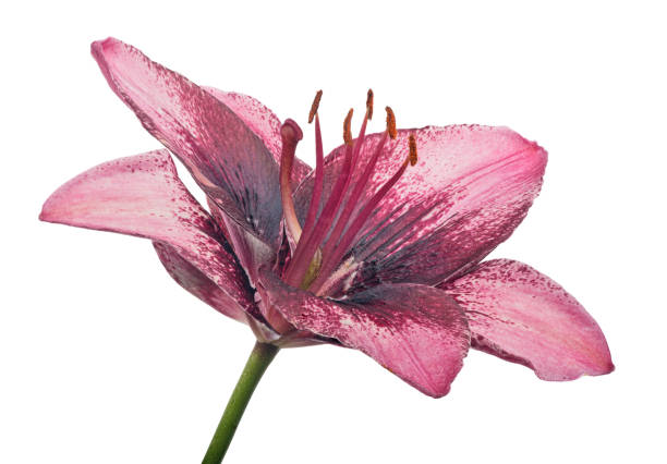 istock purple and pink lily bloom on white 1159958354