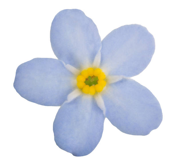 istock light blue forget-me-not flower bloom 1159958357