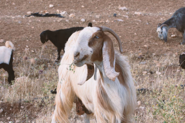 istock sheep and goats in Amman in Jordan 1159958460