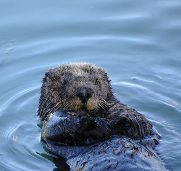 istock sea otter, Enhydra lutris 115995870