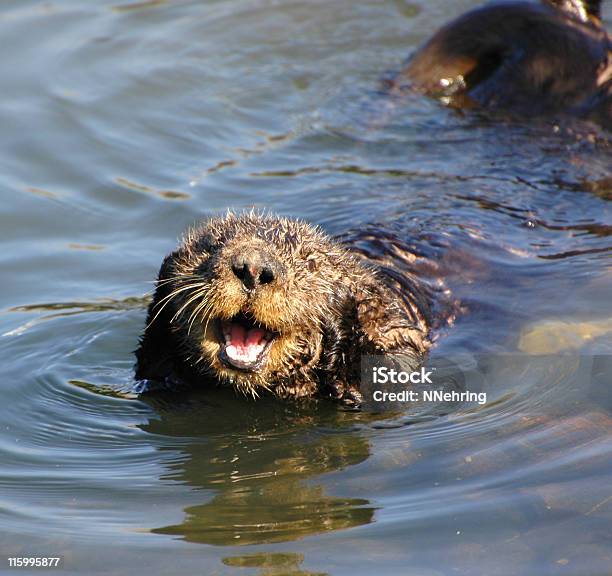 Sea Otter Enhydra Lutris Stock Photo - Download Image Now - Animals In The Wild, California, Close-up