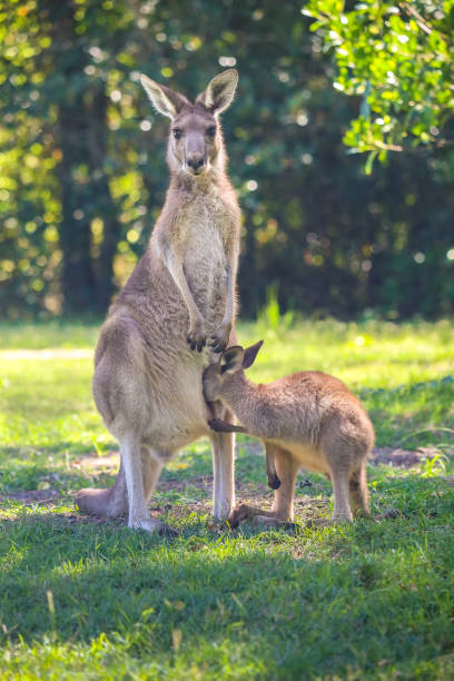 istock Two kangaroos, mother and cub. 1159959170