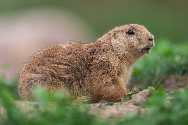 istock Prairie dog in the meadow 1159960966
