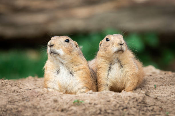 istock Prairie dog in the meadow 1159961213