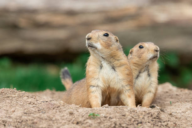 istock Prairie dog in the meadow 1159961306