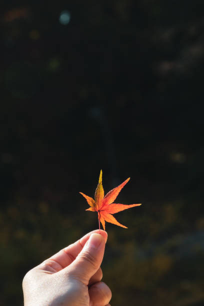 istock Hand holding colorful autumn maple leaf 1159961432