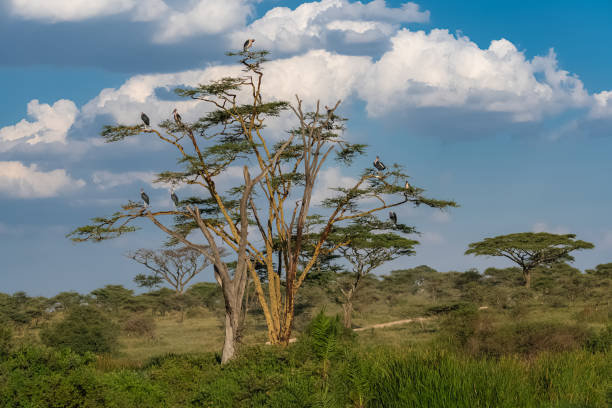Marabou Storks perched Marabou Storks perched on a tree in the Serengeti park in Tanzania, typical landscape marabu stork stock pictures, royalty-free photos & images