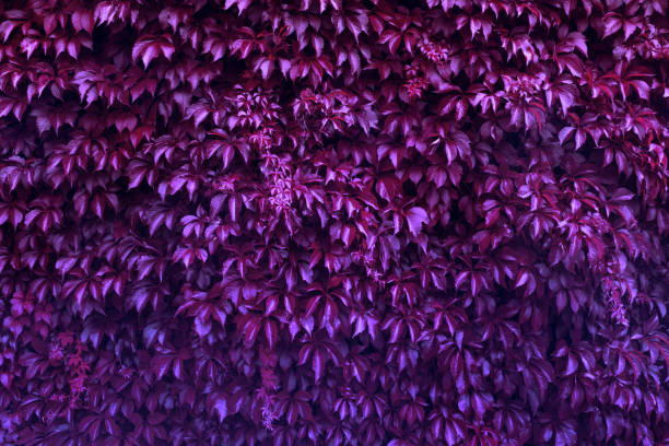 istock tropical leaf of grape tree glow in dark background. High contrast 1159963362