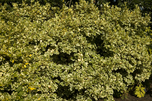 Griselinia Littoralis,'Variegata', introduced into The UK in 1850 this popular schrub is ideal for hedging.