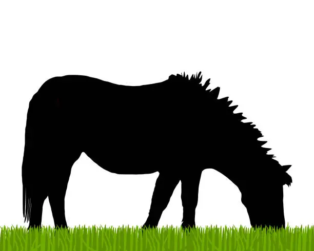 Vector illustration of Pony grazing