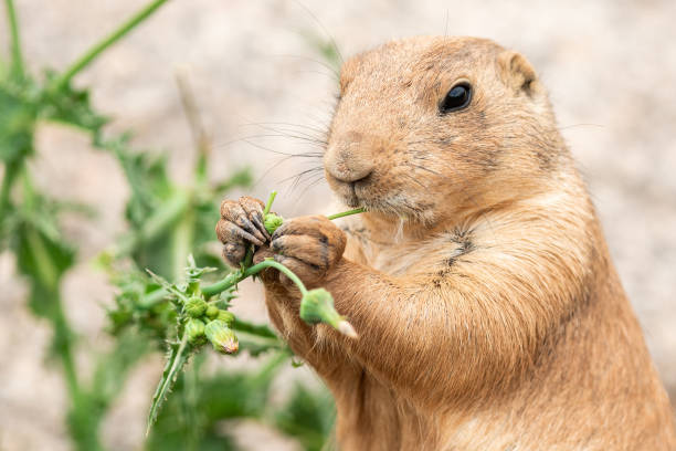istock Prairie dog in the meadow 1159964741