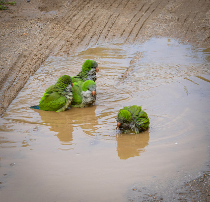 A bunch of Monk Parakeets taking a bath in a puddle of water in Parc de la Ciutadella, Barcelona.