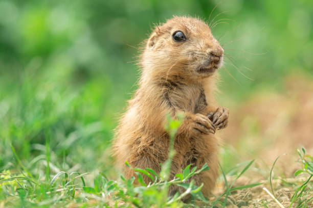 istock Prairie dog in the meadow 1159965918
