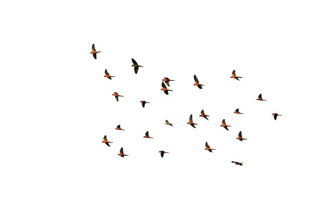 istock A group of parrots flying, white background. 1159966715