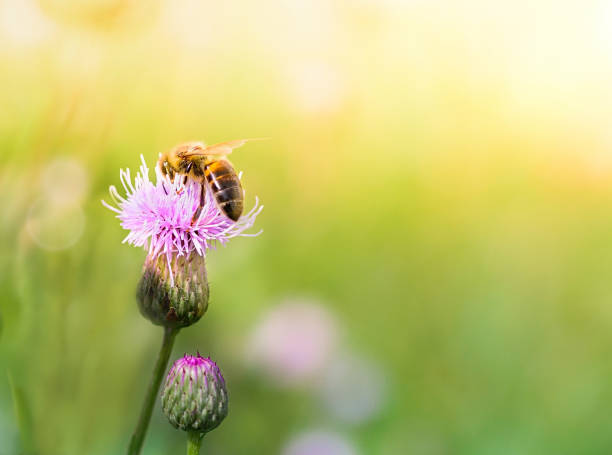 istock Close-up Bee collect nectar from flowers in a summer meadow. 1159967953