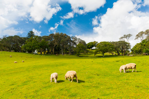 istock Sheep in the New Zealand 1159968554