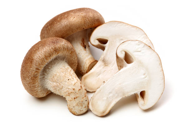 seta shiitake sobre el fondo blanco - edible mushroom plants raw food nature fotografías e imágenes de stock