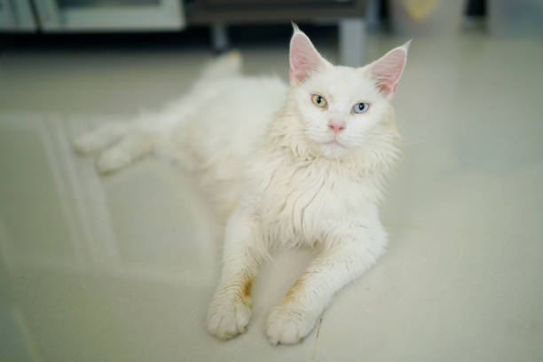 Odd eyed white maine coon - A cute white cat sit down and looking something.