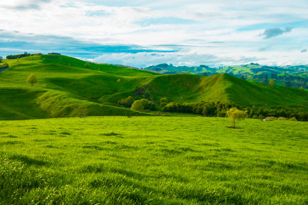 Hills of the New Zealand stock photo