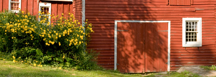 Barn and Flowers on a summer afternoon in New York State.
