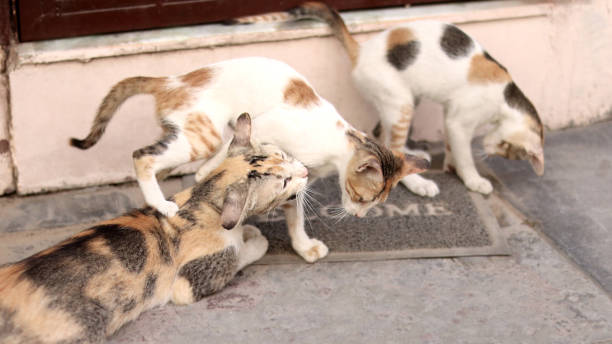 istock Cat mother playing with her kittens 1159972201
