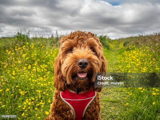 Foto de Filhote De Cachorro De Cockapoo Em Um Campo e mais fotos de stock de Cockapoo - Cockapoo, Andar, Animais Machos