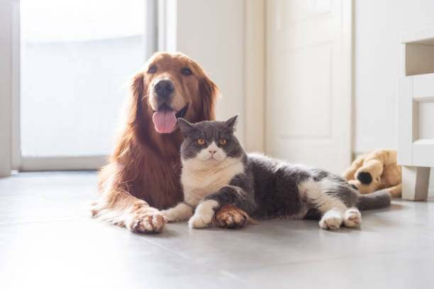 istock British shorthair and golden retriever friendly 1159973296