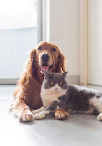 istock British shorthair and golden retriever friendly 1159973300