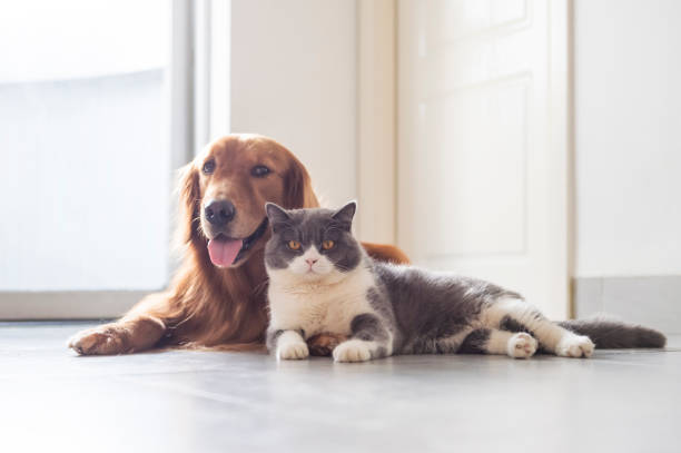 istock British shorthair and golden retriever friendly 1159973301