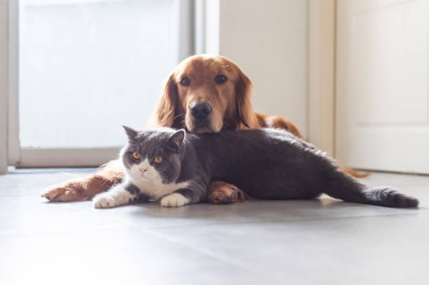 istock British shorthair and golden retriever friendly 1159973302